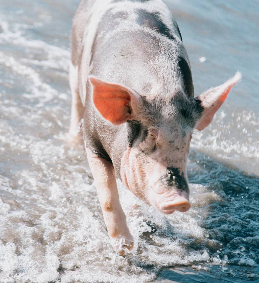 coco, the queen pig of coco salvaje, approves every product with her pig approved seal.